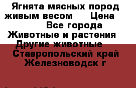 Ягнята мясных пород живым весом.  › Цена ­ 125 - Все города Животные и растения » Другие животные   . Ставропольский край,Железноводск г.